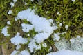 Detail of a tree trunk with moss and snow Royalty Free Stock Photo