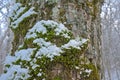 Detail of a tree trunk with moss and snow Royalty Free Stock Photo