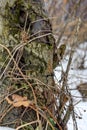 Detail on a tree trunk with snow and forest in the background Royalty Free Stock Photo