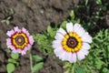 Tricolor daisy