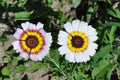 Tricolor daisy