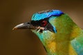 Detail of tropic bird from mountain clouds forest. Motmot, Momotus bahamensis, exotic bird sitting on the branch, nature forest ha