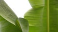 Detail of the tropical banana leaf with texture Royalty Free Stock Photo