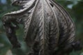 A dead tropical leaf outdoors