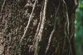 Detail of tropical tree trunk with ivy roots, Palenque, Chiapas, Mexico Royalty Free Stock Photo