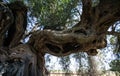 Detail of the trunk of the millennial olive tree that lies in the large garden of secular olive trees Royalty Free Stock Photo