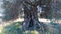 Detail of the trunk of the millennial olive tree that lies in the large garden of secular olive trees Royalty Free Stock Photo