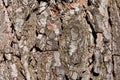 Detail of the trunk of an old tree, texture