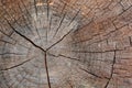 Detail of the trunk of an old tree, texture