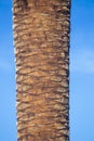 Detail of the trunk of a recently pruned palm tree, Phoenix canariensiswith blue sky on a sunny day. Arecaceae. Liliopsida. Royalty Free Stock Photo