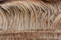 Detail of the trunk of a washingtonia palm tree