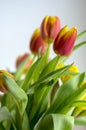 Detail of tulip bouquet, ornamental spring flowers, yellow red flower heads in bloom with leaves Royalty Free Stock Photo