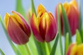 Detail of tulip bouquet, ornamental spring flowers, yellow red flower heads in bloom with leaves Royalty Free Stock Photo