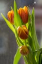 Detail of tulip bouquet, ornamental spring flowers, yellow red flower heads in bloom with leaves Royalty Free Stock Photo