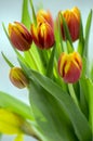 Detail of tulip bouquet, ornamental spring flowers, yellow red flower heads in bloom with leaves Royalty Free Stock Photo