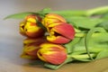 Detail of tulip bouquet, ornamental spring flowers, yellow red flower heads in bloom with leaves Royalty Free Stock Photo