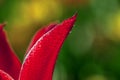 Red tulip with water drops, closer Royalty Free Stock Photo
