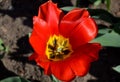 Detail tulip with yellow centre one piece petals open Royalty Free Stock Photo