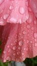 Tulip and raindrops