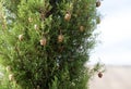 Detail of Tuscan cypress Royalty Free Stock Photo