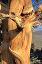 White Mountains, California, Detail of Twisted Ancient Bristlecone Pine, USA