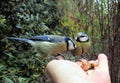 Two adorable birds eurasian Blue Tits eating off man`s hand