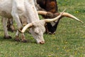Detail of two brown and white texas longhorn eating grass on meadow Royalty Free Stock Photo