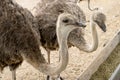 Two feeding ostrichs in the farm Royalty Free Stock Photo