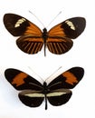 two Heliconius type butterflies orange and black on white background