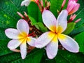 Pale Pink Frangipani Flowers in the Rain Royalty Free Stock Photo