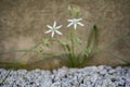 detail of two small white flowers