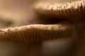 Detail of two wild mushrooms in autumn Royalty Free Stock Photo
