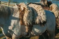 Detail of typical horse saddle and steel stirrup Royalty Free Stock Photo