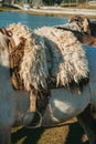 Detail of typical horse saddle and steel stirrup