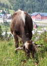 Detail on Tyrol grey cow on meadows in the Austrian Alps. beautiful gray individual with a white line on his back organizes the Royalty Free Stock Photo