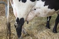 Udders of a cow in the straw of the farm Royalty Free Stock Photo