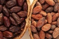 Detail of unpeeled and fresh roasted cocoa beans in a pod