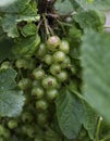 Detail of an unripe currant fruit