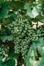 Detail of unripe organic grapevine in spring.Close up of white grapes in vineyard,grape ripening concept. Branches of fresh grapes Royalty Free Stock Photo
