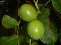 Detail of unripe wallnut on a tree Royalty Free Stock Photo