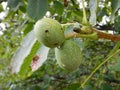 Detail of unripe wallnut on a tree Royalty Free Stock Photo