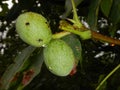 Detail of unripe wallnut on a tree Royalty Free Stock Photo