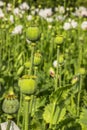 Detail of unripe white Poppy head and flowers.Poppy field. Capsules of poppy in summer blurred background. Agricultural scene. Royalty Free Stock Photo