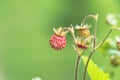 Detail on unripe wild strawberries hidden under leaves