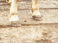 Detail of unshod horse hoof. Horse hoof without horseshoe