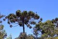 Detail of the upper part of Araucaria angustifolia, Brazilian pine, which produces pine nuts.