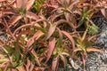 detail of Van Balen Aloe plants at botanic gardens, Worcester