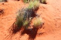 Detail vegetation in the great red centre , Outhback Australian