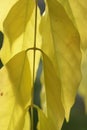 Detail, vein pattern in yellow wisteria