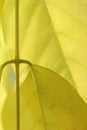 Detail, vein pattern in yellow wisteria